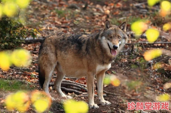 《狩猎模拟2》实机影像深度介绍：游戏爱好者不容错过的精彩内容预告