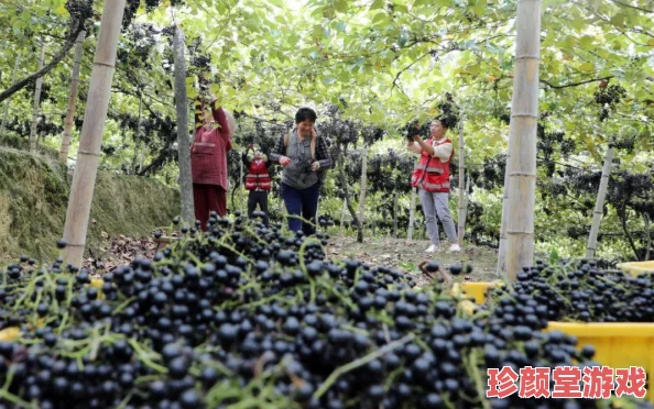 葡萄不准掉出来晚上检查，近日农民们加强了对葡萄园的管理，以确保丰收和品质