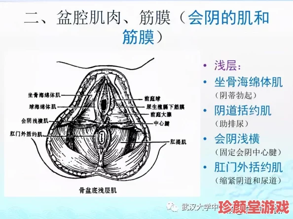 女性生殖特技表演αV：新动态揭示了更高难度的技巧与创新元素，吸引观众热议与关注