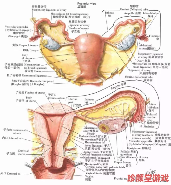 女性生殖特技表演αV：新动态揭示了更高难度的技巧与创新元素，吸引观众热议与关注